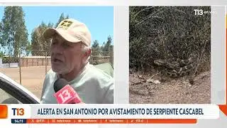 Buscan serpiente de cascabel en San Antonio