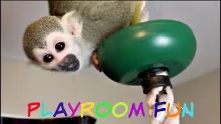 Baby Squirrel Monkey and Baby Capuchin play TAG! #babymonkeys #cutepet