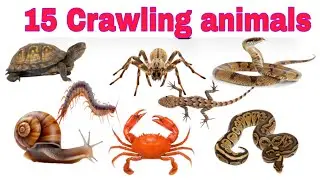 बच्चों के लिए रेंगने वाले जीवों के नाम | 20 Crawling animal |Kids Learning video#kids #video 