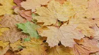 full frame spinning background of dry yellow autumn maple leaves, looped