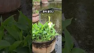 Water Canna #flowers #white #rain