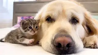 Tiny Kitten Loves a Golden Retriever