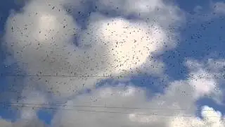 Massive flock of tree swallows