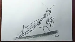 Cómo dibujar una Mantis religiosa | How to draw a Praying Mantis