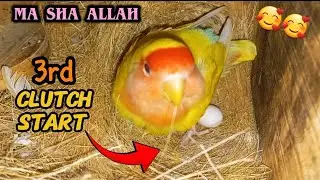 LOVEBIRD 3rd CLUTCH START 🥰 | BREEDING SEASON 2025-2026 | S4SIDDIQUE