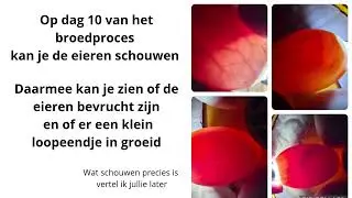 Op dag 10 van het broedproces kan je de eieren schouwen