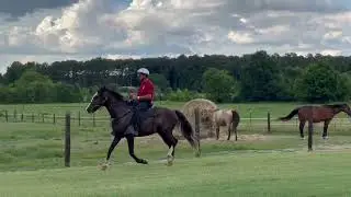 Racking Horse For Sale. For More Information Visit Thehorsebay.com