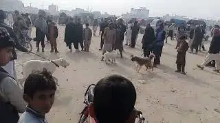 Dog barking