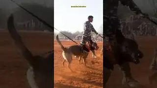 CRPF k9 dog training 🔥#shorts #army #youtube #crpf #cisf