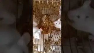 Incredible white rats breeding farm