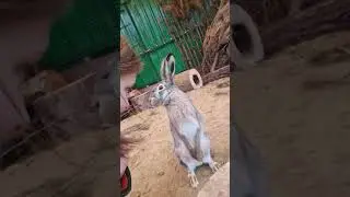 Мазурик добыл волосы! Мазурик маладэц.