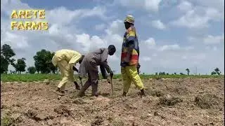 How Arete Farms is contributing to rural empowerment and Job creation: A MUST WATCH!