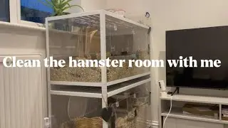 Clean the hamster room with me🐹