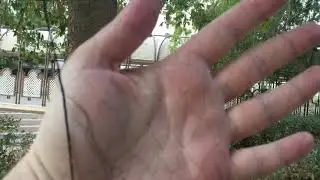 Bird trap (net)