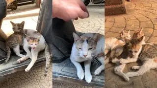 29/1/26 Japy 🐱 back again 🥰 but for how long? 🥶😰 roller coaster of emotions 🥺 