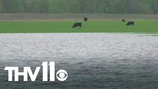 Arkansas farmers see impacts of flooding