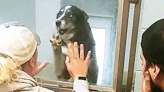 Lost and Found! 😅 | Incredible Animal Reunion Stories