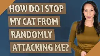 How do I stop my cat from randomly attacking me?