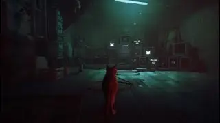Stray 