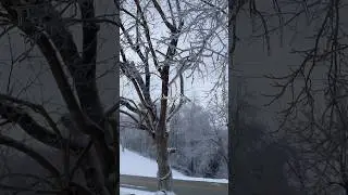 Winter weather that I wanted to show you #winterstorm #snow #ice #snowyweather #snowymorning