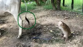 Hilarious Jason Coincident Talk To Tail While Sneak Out To Swim In Field