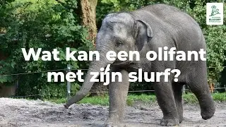 Wat kan een olifant met zijn slurf?
