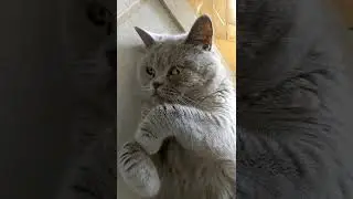 Cute cat throws punch then poses for the camera