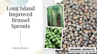 Long Island Improved Brussel Sprouts Brassica Oleracea Organic GMO Free Heirloom Open Pollinated Tra