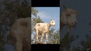 Goat can climb steep terrain. #usa #knowledge #animals
