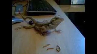 ANGUS'S FEEDING TIMES GOES WRONG.