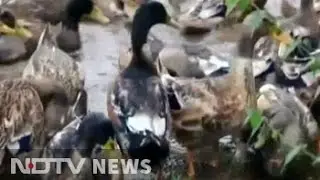 Bird Flu Spreads To Kerala's Kottayam