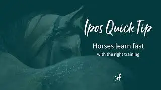 Ipos Quick Tip: Horses Learn Fast