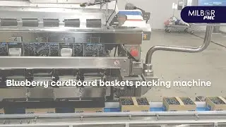 Blueberry cardboard baskets packing machine | Milbor PMC