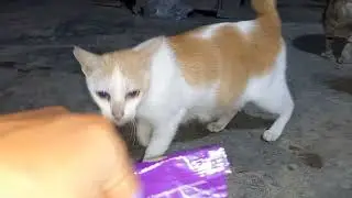 dinner at the street cat market