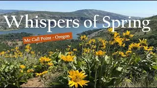 A Symphony of Petals | 🌼 McCall Point Wildflowers in Bloom | Columbia Gorge Spring Magic | Oregon
