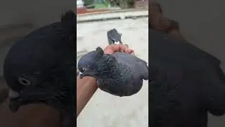 kabootar 🔥 attitude level status video || #shorts #viral #videos