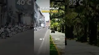 The power of urban trees ..#sustainme #trees #urbantrees #urban #plantatree #sustainmetree