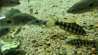 Leporinus