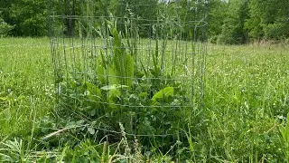 Clover Maintenance Tips