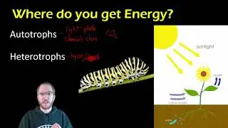 Biology:  Cellular Energy