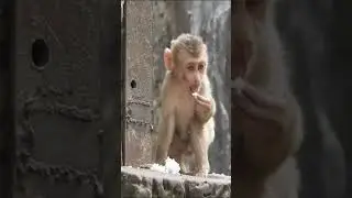Poor baby monkey Leo crying loudly he's really need milk getting #monkey #shorts
