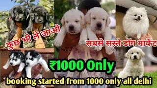 Delhi की सबसे सस्ती Dog Shop In Delhi Ncr | ₹599 Dog's Sale | Labrador | Rottweiler | Husky | Beagle
