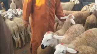 مباشرة📸من سوق الخميس بني شكدال إقليم الفقيه بن صالح بتاريخ09/05/24 مع ثمن حولية العيد الأضحى❤🙏