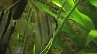 Close up shots of my  juvenile Pterophyllum sp. Santa Isabel/ Sao Gabriel angels.