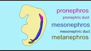 EMBRYONIC EVIDENCE FOR EVOLUTION: EMBRYONIC KIDNEYS