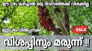 Mootilpazham for sale | it's control Diabetes, colostral,BP etc.| Non-toxic fruit | From deep forest