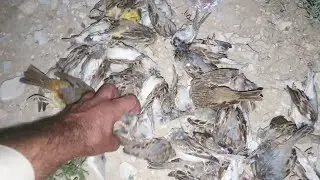 Sparrow hunting 2024 /sparrow hunting in pakistan#trending #viralvideo