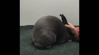 J221 | Blue New Zealand | Justin & Danielle Lowe #365showrabbits April 1