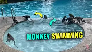 Monkeys Take Over Resort Pool in Thailand