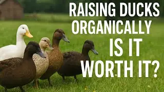 Raising Ducks Organically &ndash; Is It Worth It? A Real Hobby Farmer&rsquo;s Guide